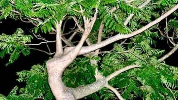 Pohon seperti sosok balerina. Foto: Reddit