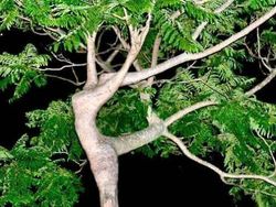 Tanpa Photoshop! Ilusi Optik Alam yang Mencengangkan Mata