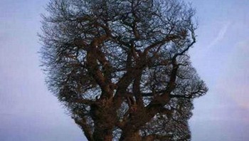 Bohon berbentuk kepala manusia. Foto: Reddit  