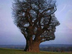 Tanpa Photoshop! Ilusi Optik Alam yang Mencengangkan Mata