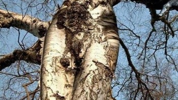 Pohon seperti badan manusia. Foto: Reddit