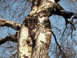 Tanpa Photoshop! Ilusi Optik Alam yang Mencengangkan Mata