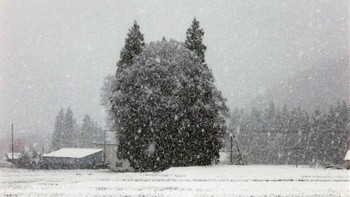 Kucing raksasa. Foto: Reddit