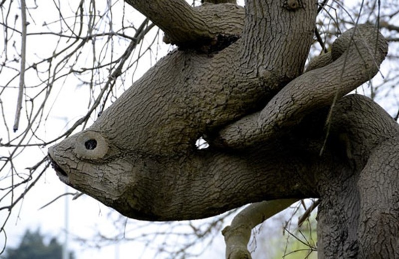 Foto ilusi optik alam