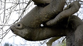 Pohon ikan. Foto: Reddit