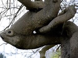 Tanpa Photoshop! Ilusi Optik Alam yang Mencengangkan Mata