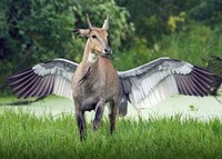 Foto ilusi optik alam