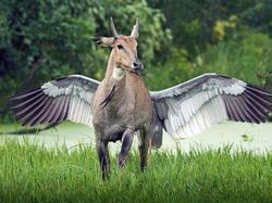 Tanpa Photoshop! Ilusi Optik Alam yang Mencengangkan Mata