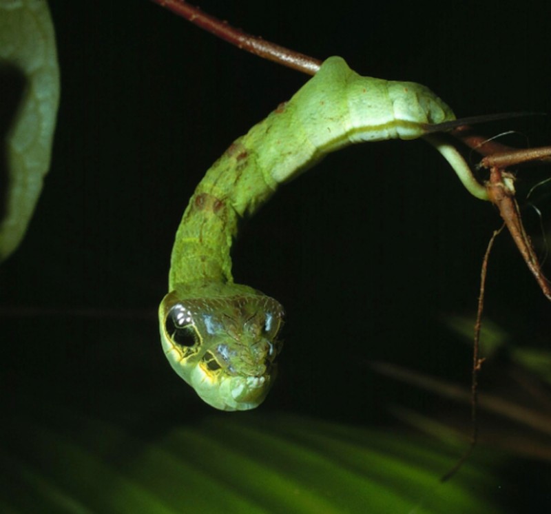 Foto ilusi optik alam
