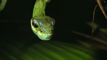 Apakah kamu mengira itu adalah ular? Foto: Reddit