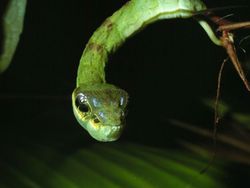 Tanpa Photoshop! Ilusi Optik Alam yang Mencengangkan Mata