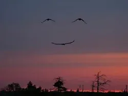 Tanpa Photoshop! Ilusi Optik Alam yang Mencengangkan Mata