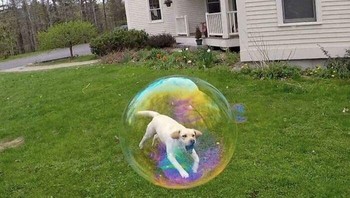 Anjing di gelembung.  Foto: reddit.com/confusing_perspective
