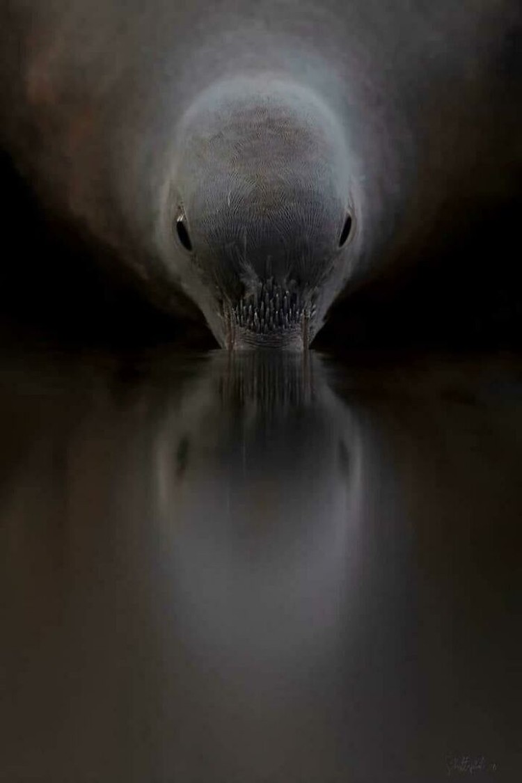 Foto mengecoh mata
