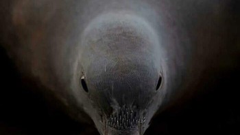 Alien. Foto: reddit.com/confusing_perspective