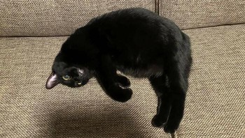 Kucing mengambang. Foto: reddit.com/confusing_perspective