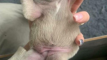 Seolah satu anjing ya. Foto: reddit.com/confusing_perspective