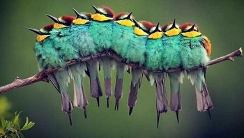 Seperti ulat. Foto: reddit.com/confusing_perspective