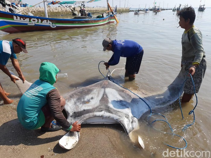 Ikan pari manta tersangkut jaring nelayan