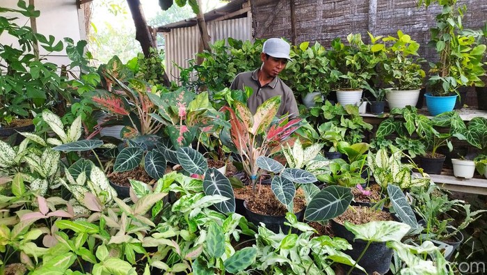 Pedagang tanaman hias Gresik