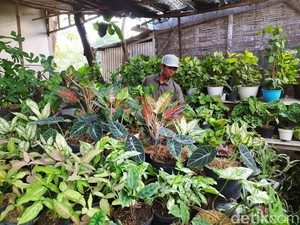 Jeritan Hati Pedagang Wisata Tanaman Hias Gresik yang Kini Sepi Pembeli