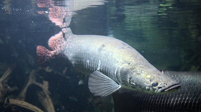 Tentang ikan Arapaima diketahui sebagai ikan raksasa yang berasal dari Sungai Amazon, Amerika Selatan. Ikan tersebut ditemukan di Garut pasca banjir bandang.