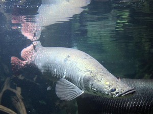 Ikan Raksasa Ini Memakan Piranha untuk Sarapan