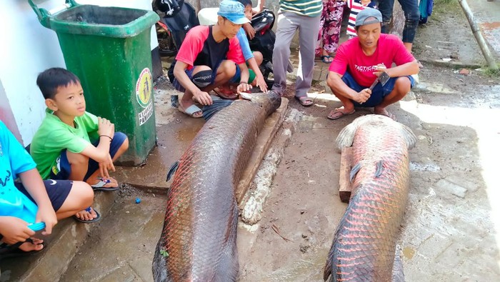 Tentang ikan Arapaima diketahui sebagai ikan raksasa yang berasal dari Sungai Amazon, Amerika Selatan. Ikan tersebut ditemukan di Garut pasca banjir bandang.