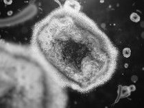 Bisa Menular, Berapa Lama Virus Cacar Monyet Bertahan Nempel di Baju?