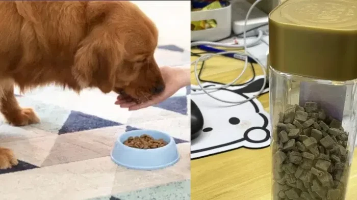 Curi Makanan Karyawan, Bos Ini Ternyata Makan Biskuit Anjing!