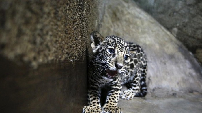 Ilustrasi jaguar