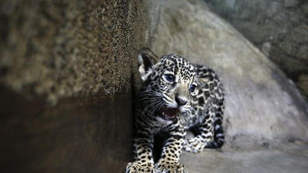 Ilustrasi jaguar