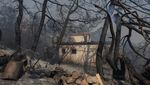 Kebakaran Hutan Hanguskan Sejumlah Rumah di Pulau Lesbos, Yunani