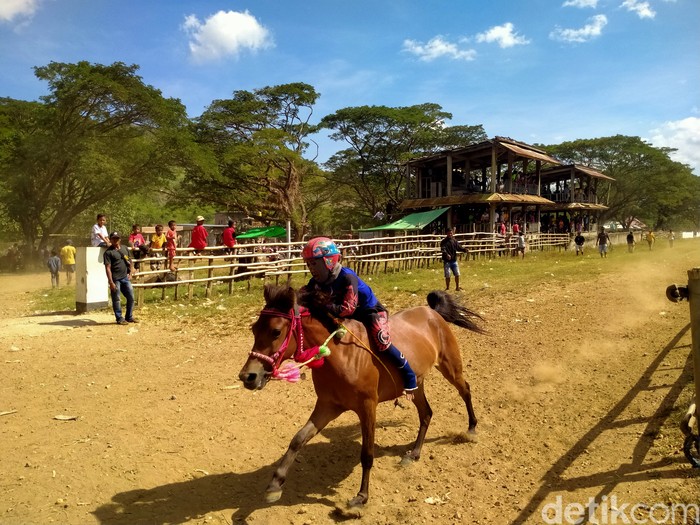 Pacuan kuda di Sumbawa