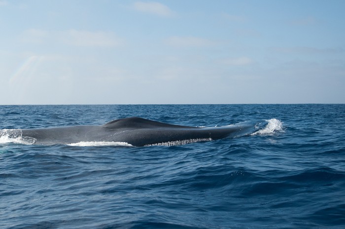 Blue whale feeding off san diego