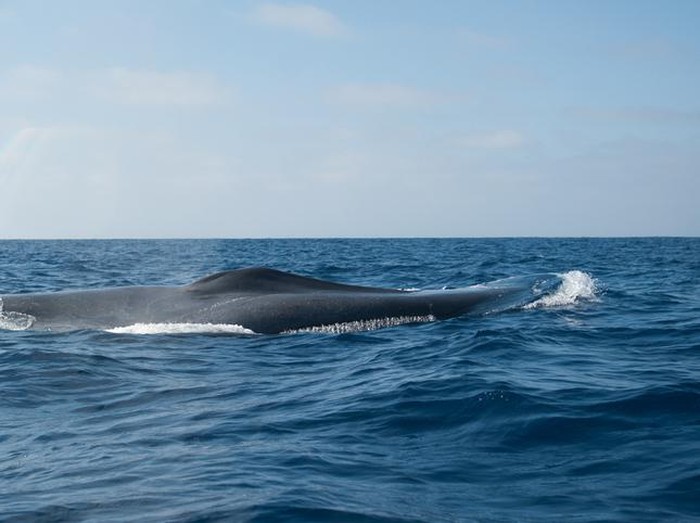 Blue whale feeding off san diego