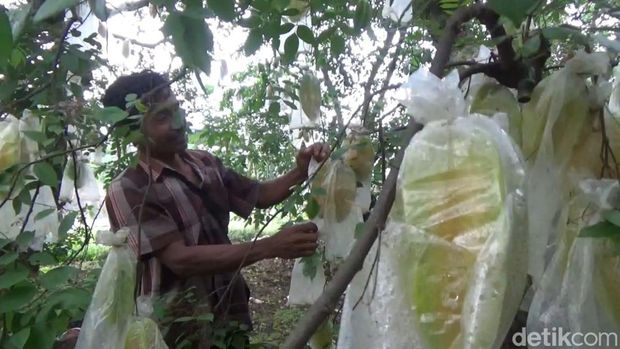 petani tulungagung buat pupuk cair dari belimbing