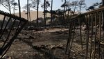 Potret Sisa-sisa Kebakaran Hutan yang Meluas di Prancis