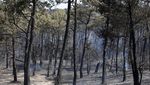 Potret Sisa-sisa Kebakaran Hutan yang Meluas di Prancis