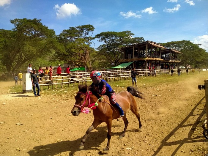 Suasana latihan (training kuda) di arena pacuan kuda Lemba Kara, Lepadi Dompu NTB.
