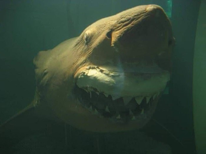 A two-tonne great white shark that was abandoned in an eerie wildlife park has finally been re-homed. The dead shark, affectionately named Rosie, was found late last year by an urban explorer hidden inside the Wildlife Wonderland Park, in Bass, south of Melbourne. Luke Mcpherson, who found the taxidermy shark suspended in a green tank of formaldehyde, uploaded a video of the unlikely discovery to social media. Taken w/o permisison from https://www.facebook.com/RosieTheShark/photos/?ref=page_internal