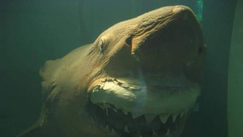 Bangkai hiu rosie di Australia A two-tonne great white shark that was abandoned in an eerie wildlife park has finally been re-homed. The dead shark, affectionately named Rosie, was found late last year by an urban explorer hidden inside the Wildlife Wonderland Park, in Bass, south of Melbourne. Luke Mcpherson, who found the taxidermy shark suspended in a green tank of formaldehyde, uploaded a video of the unlikely discovery to social media. Taken w/o permisison from https://www.facebook.com/RosieTheShark/photos/?ref=page_internal