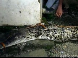 Buaya 2 Meter Terjebak Dalam Parit di Mamuju Tengah Gegerkan Warga