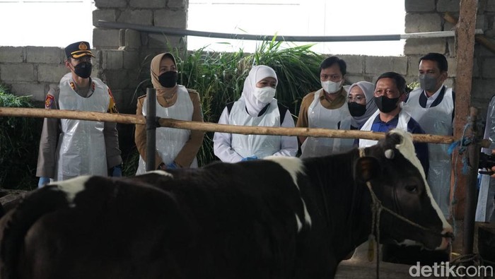 Gubernur Khofifah meninjau vaksinasi PMK di Kota Batu