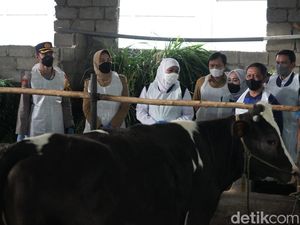 Khofifah Minta Kepala Daerah Percepat Vaksin PMK