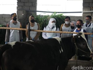 PMK di Jatim Melandai, Pemprov Maksimalkan 600 Ribu Dosis Vaksin Tahap II