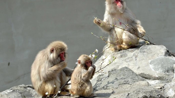 Japanese macaques are common across much of the country YOSHIKAZU TSUNO AFP/File