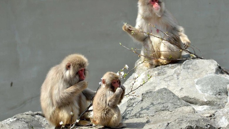 Ilustrasi kera Jepang Japanese macaques are common across much of the country YOSHIKAZU TSUNO AFP/File