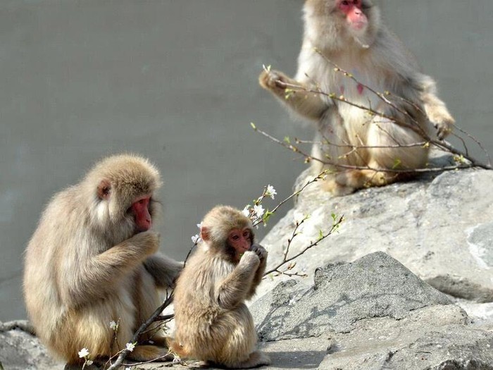 Japanese macaques are common across much of the country YOSHIKAZU TSUNO AFP/File