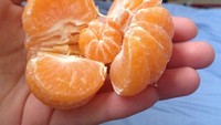Buah jeruk yang segar ini, selain punya irisan buah yang banyak. Terdapat juga jeruk mungil di dalamnya. Foto: Site News
